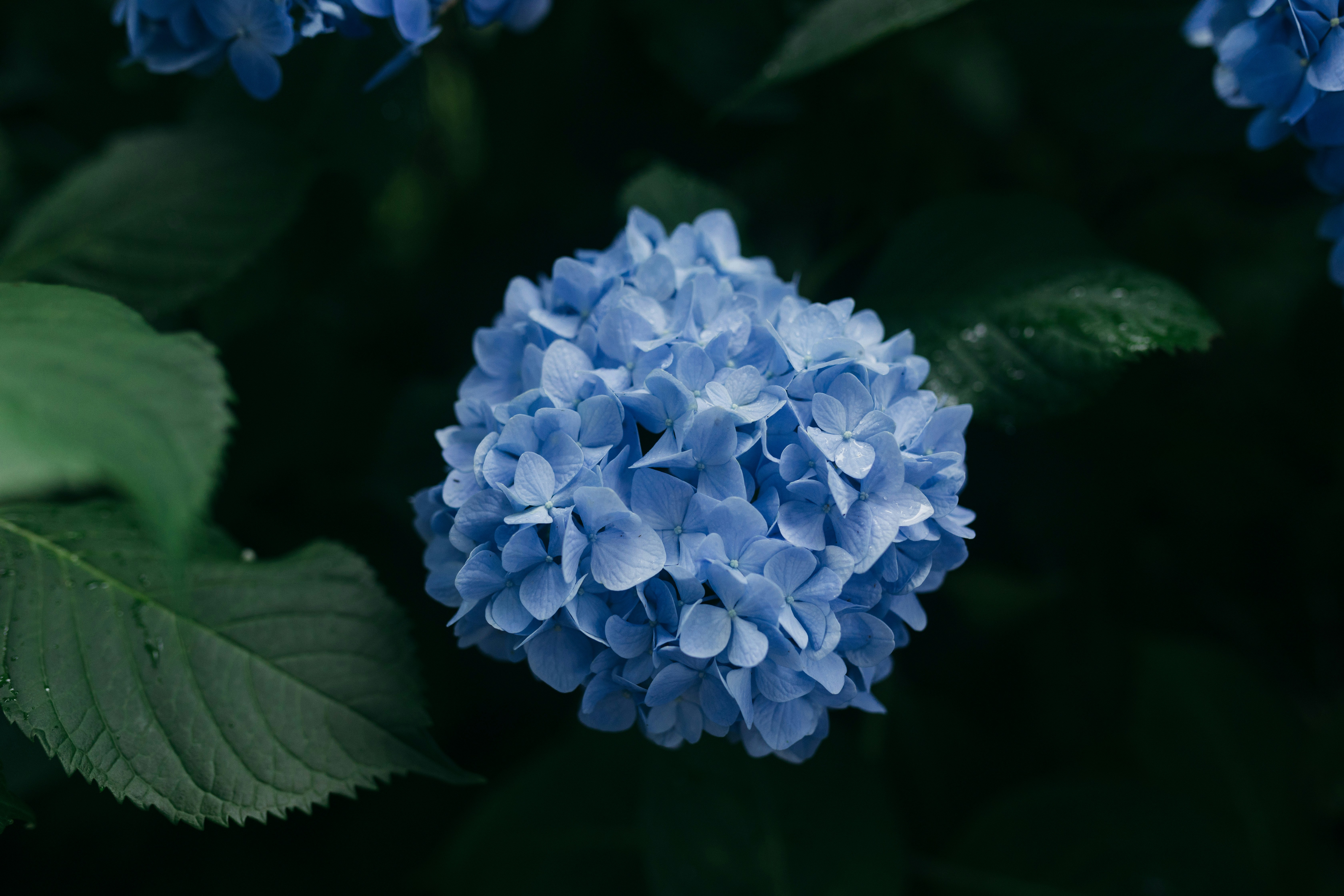 A close-up of a blue hydrangea flower.