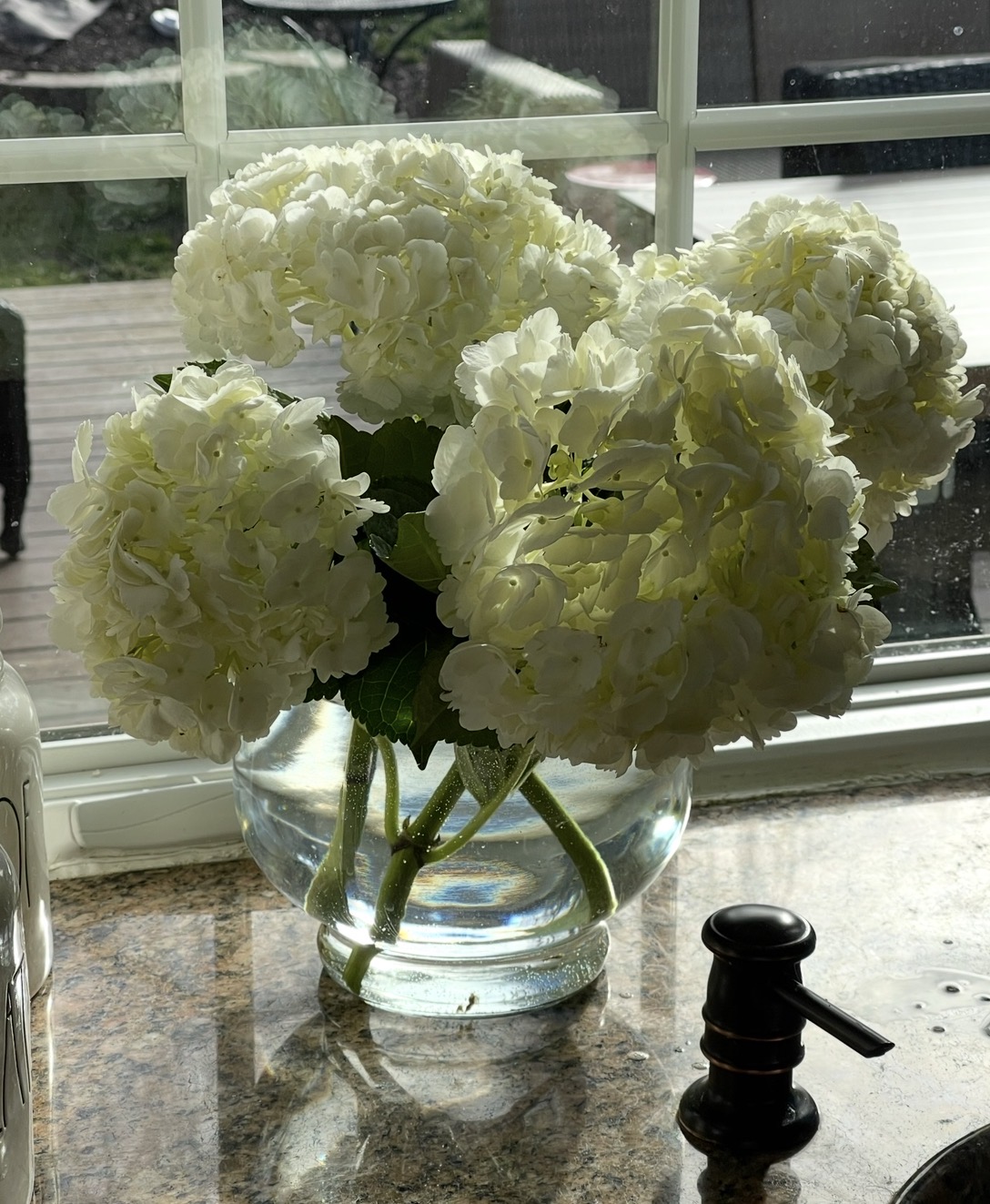 A close-up of hydrangea flowers.